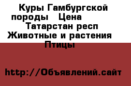 Куры Гамбургской породы › Цена ­ 3 000 - Татарстан респ. Животные и растения » Птицы   